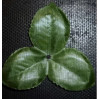 Чашелистик трехконечный 10см зелёный (3 листика размером 5 см), 1шт